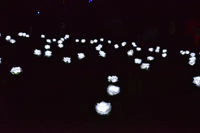 DSC_6986 (Large).JPG